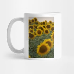 Sunflowers in closeup at sunset Mug